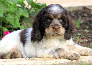 Bobby-Cocker-Spaniel-Sporting-Dog-Breed-AKC