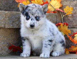 Brandy-Pomsky-Designer-Breed-Dog-Pomeranian-Husky-ACHC-IDCR-ICA