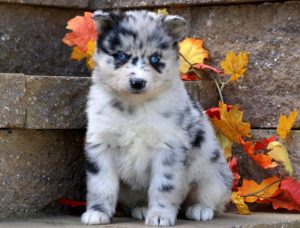 Bridgette-Pomsky-Designer-Breed-Dog-Pomeranian-Husky-ACHC-IDCR-ICA