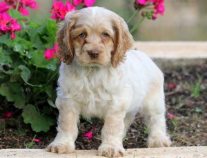 Buster-Cocker-Spaniel-Sporting-Dog-Breed-AKC