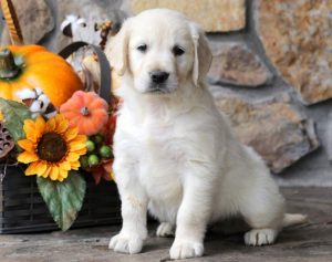 Captain-Golden-Retriever-Sporting-Dog-Breed-AKC-English-Cream