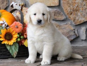 Cara-Golden-Retriever-Sporting-Dog-Breed-AKC-English-Cream