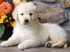 Casper-Golden-Retriever-Sporting-Dog-Breed-AKC-English-Cream