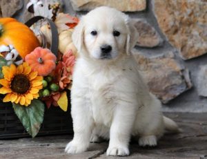 Cassie-Golden-Retriever-Sporting-Dog-Breed-AKC-English-Cream