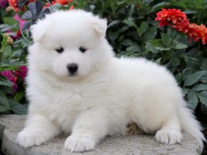 Cathy-Samoyed-Working-Dog-Breed-AKC
