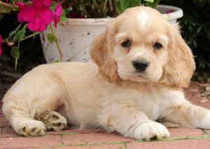 Champ-Cocker-Spaniel-Sporting-Dog-Breed-AKC
