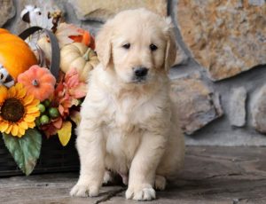 Champ-Golden-Retriever-Sporting-Dog-Breed-AKC-English-Cream