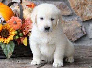Chase-Golden-Retriever-Sporting-Dog-Breed-AKC-English-Cream