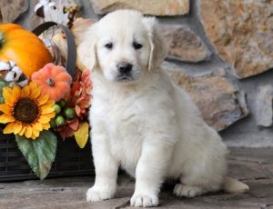 Chloe-Golden-Retriever-Sporting-Dog-Breed-AKC-English-Cream