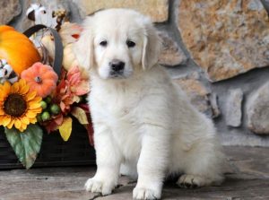 Clair-Golden-Retriever-Sporting-Dog-Breed-AKC-English-Cream