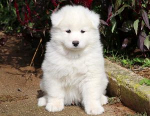 Cody-Samoyed-Working-Dog-Breed-AKC