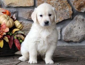 Cookie-Golden-Retriever-Sporting-Dog-Breed-AKC-English-Cream
