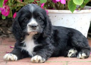Corky-Cocker-Spaniel-Sporting-Dog-Breed-AKC