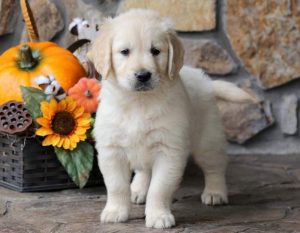 Cupcake-Golden-Retriever-Sporting-Dog-Breed-AKC-English-Cream