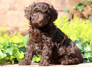Dandy-Poodle-Toy-Dog-Breed-AKC
