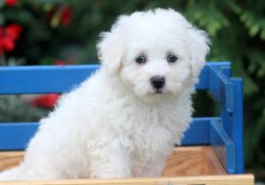 Dexter-Bichon-Frise-Non-Sporting-Dog-Breed-AKC
