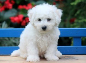 Dodger-Bichon-Frise-Non-Sporting-Dog-Breed-AKC