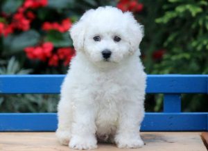 Duke-Bichon-Frise-Non-Sporting-Dog-Breed-AKC