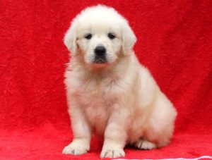 Lady-Golden-Retriever-Sporting-Dog-Breed-AKC-English-Cream