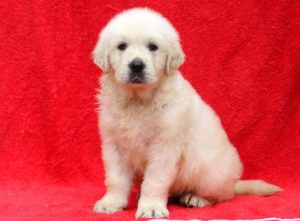 Lance-Golden-Retriever-Sporting-Dog-Breed-AKC-English-Cream