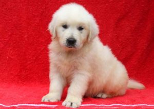 Lightning-Golden-Retriever-Sporting-Dog-Breed-AKC-English-Cream