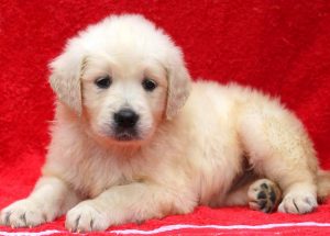 Lilly-Bug-Golden-Retriever-Sporting-Dog-Breed-AKC-English-Cream