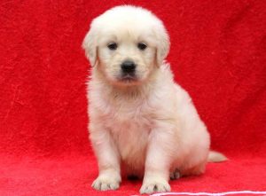 Little-Guy-Golden-Retriever-Sporting-Dog-Breed-AKC-English-Cream