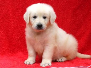 Love-Golden-Retriever-Sporting-Dog-Breed-AKC-English-Cream