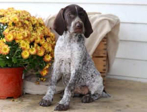 Maddie-German-Shorthaired-Pointer-Dog-Breed-Sporting-AKC