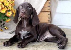 Marissa-German-Shorthaired-Pointer-Dog-Breed-Sporting-AKC