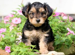 Marvey-Yorkiepoo-Designer-Breed-Dog-Yorkie-Poodle-ACHC-IDCR-ICA