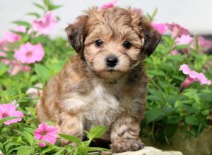 Mickey-Yorkiepoo-Designer-Breed-Dog-Yorkie-Poodle-ACHC-IDCR-ICA