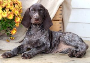 Milly-German-Shorthaired-Pointer-Dog-Breed-Sporting-AKC
