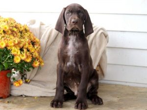 Moe-German-Shorthaired-Pointer-Dog-Breed-Sporting-AKC
