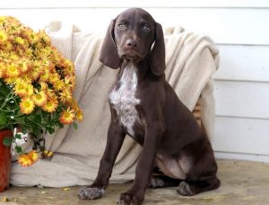 Muffin-German-Shorthaired-Pointer-Dog-Breed-Sporting-AKC