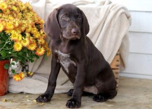Mya-German-Shorthaired-Pointer-Dog-Breed-Sporting-AKC
