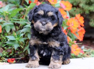 Paws-Shihpoo-Designer-Breed-Dog-Shih-Tzu-Poodle-ACHC-IDCR-ICA