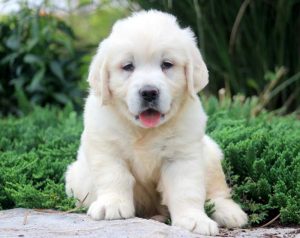 Prince-Golden-Retriever-Sporting-Dog-Breed-AKC-English-Cream