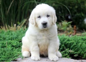 Pudge-Golden-Retriever-Sporting-Dog-Breed-AKC-English-Cream