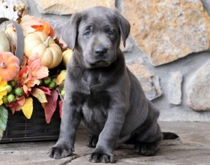 Samson-Labrador-Retriever-Sporting-Dog-Breed-AKC-Charcoal
