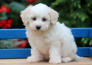 Samson-Maltipoo-Designer-Breed-Dog-Maltese-Poodle-ACHC-IDCR-ICA