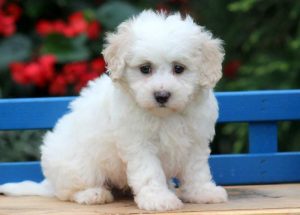 Scooter-Maltipoo-Designer-Breed-Dog-Maltese-Poodle-ACHC-IDCR-ICA