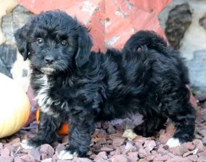 Sebastian-Havapoo-Designer-Breed-Dog-Havanese-Poodle-ACHC-IDCR-ICA