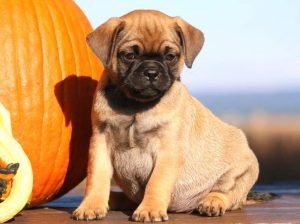 Slim-Jim-Pug-Mixed-Breed-Dog