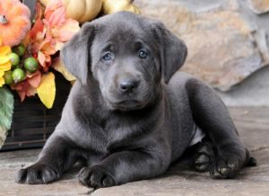 Sophie-Labrador-Retriever-Sporting-Dog-Breed-AKC-Charcoal