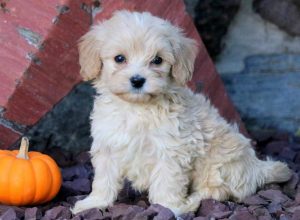 Squeeks-Havapoo-Designer-Breed-Dog-Havanese-Poodle-ACHC-IDCR-ICA