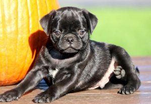 Stubby-Pug-Mixed-Breed-Dog