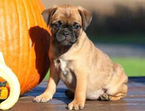 Sugar-Bear-Pug-Mixed-Breed-Dog