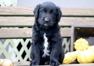 Taz-Golden-Retriever-Mixed-Breed-Dog