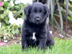 Tweety-Golden-Retriever-Mixed-Breed-Dog